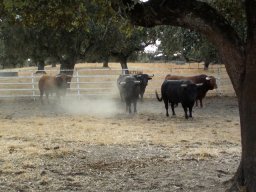 Ferias Artesania y más &raquo; varios