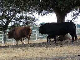 Feria Artesanía y más